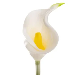 Calla Lily Early Bloom Stem Real Touch White (60cmST)