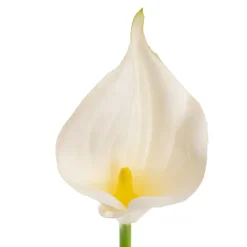 Calla Lily Open Bloom Stem Real Touch White (70cmST)
