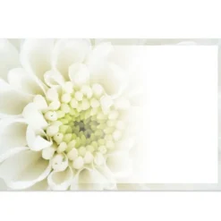 Cards Chrysanthemum Cream (10x6.5cmH) Pack 50