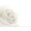 Cards Rose Open White (10x6.5cmH) Pack 50