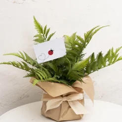 Cards White Lady Bug Love Heart Trail (10x6.5cmH) Pack 50