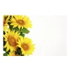 Cards White Sunflowers Yellow (10x6.5cmH) Pk 50