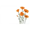 Cards White Tall Poppies Orange (10x6.5cmH) Pack 50