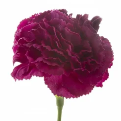 Carnation Ruffle Stem Burgundy (9cmDx42cmH)