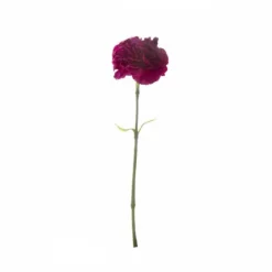 Carnation Ruffle Stem Burgundy (9cmDx42cmH)