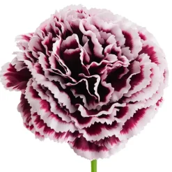 Carnation Ruffle Stem Cream Wine (9cmDx42cmH)