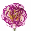 Carnation Ruffle Stem Cream Purple (9cmDx42cmH)
