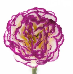 Carnation Ruffle Stem Cream Purple (9cmDx42cmH)