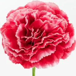 Carnation Ruffle Stem Cream Rouge Pink (9cmDx42cmH)
