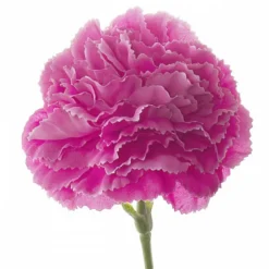 Carnation Ruffle Stem Hot Pink (9cmDx42cmH)