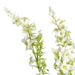 Catmint Spray Cream (75cmH)