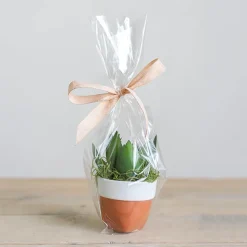 Cello Bag 48mic Pack 100 Clear (20.5x28.5cmH)