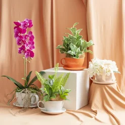 Ceramic Cappuccino Pot & Plate Gloss White (17Dx12cmH)