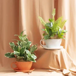 Ceramic Cappuccino Pot & Plate Gloss White (15Dx10cmH)