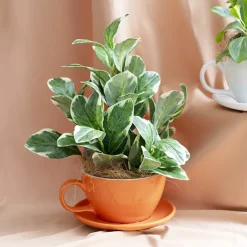 Ceramic Cappuccino Pot & Plate Gloss Orange (15Dx10cmH)