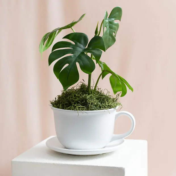 Ceramic Coffee Cup Pot & Plate Matte White (17Dx12cmH)