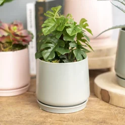 Ceramic Loreto Belly Pot & Plate Matte Sea Foam (15x14cmH)