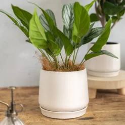 Ceramic Loreto Belly Pot & Plate Matte White (18Dx16cmH)