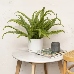 Ceramic Loreto Pot & Plate Matte White (16Dx15cmH)