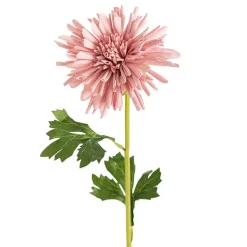 Chrysanthemum Symphony Stem Blush Pink (12cmDx65cmH)