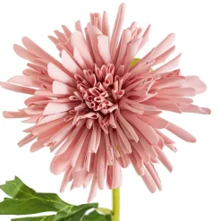 Chrysanthemum Symphony Stem Blush Pink (12cmDx65cmH)