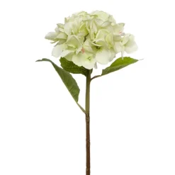 Claire Hydrangea Short Stem Green (52cmH)