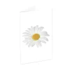 Classic Gift Card & Envelope Oh Daisy Pk25 (6.5x10cmH)
