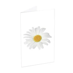 Classic Gift Card & Envelope Oh Daisy Pk25 (6.5x10cmH)