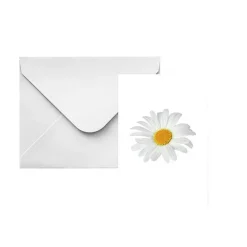 Classic Gift Card & Envelope Oh Daisy Pk25 (6.5x10cmH)