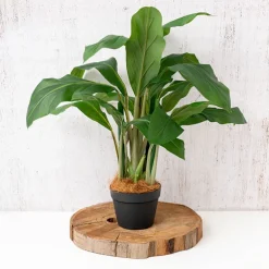 Coconut Fibre 12L Natural Premium Grade 240g Bag