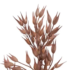 Coix Seed Grass Spray Almond (65cmH)