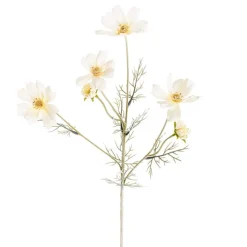 Cosmos Spray Cream (62cmH)