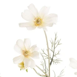 Cosmos Spray Cream (62cmH)