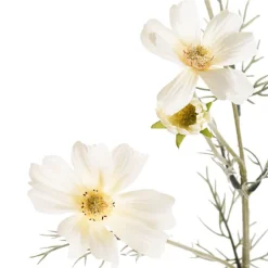 Cosmos Spray Cream (62cmH)