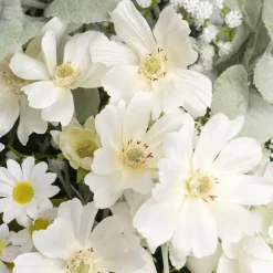 Cosmos Spray Cream (62cmH)