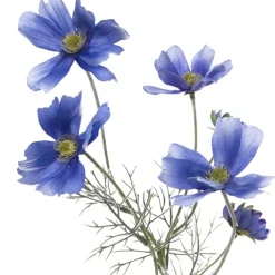 Cosmos Spray Light Blue (62cmH)