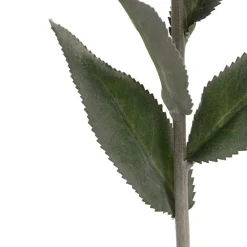 Creeping Bellflower Dusty Pink (82cmH)