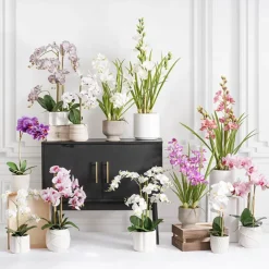 Cymbidium Orchid Real Touch 3Stem Potted Lemon White (81cmH)