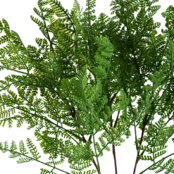 Cystopteris Moupinensis Franch Fern Spray Green (82cmH)