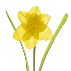 Daffodil Flower Stem Yellow (8.5cmDx36cmH)