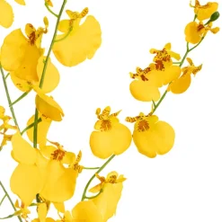 Dancing Lady Orchid Bright Yellow (92cmH)