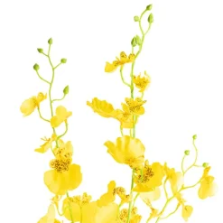 Dancing Lady Orchid Yellow (89cmH)