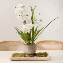 Dendrobium Orchid Real Touch 3 Stem Cement Pot White (61cmH)