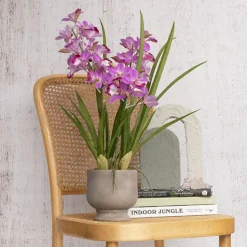 Dendrobium Orchid Real Touch 3 Stem Potted Magenta (61cmH)