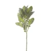Dusty Miller Spray Frosted Green (46cmH)