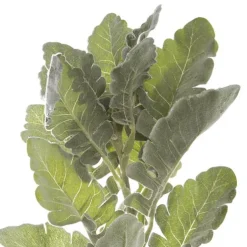Dusty Miller Spray Frosted Green (46cmH)