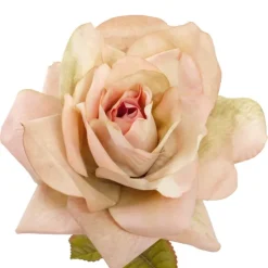 Ecuador Premium Rose Blush Pink (85cmH)