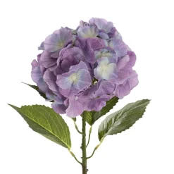 Eldorado Hydrangea Stem Cream Violet (18cmDx64cmH)