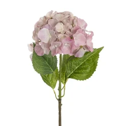 Eldorado Hydrangea Stem Cream Pink (18cmDx64cmH)