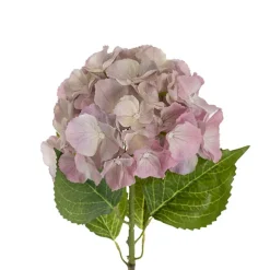 Eldorado Hydrangea Stem Cream Pink (18cmDx64cmH)